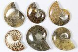 Lot: KG Madagascar Polished Ammonites (-) - Pieces #79352-3